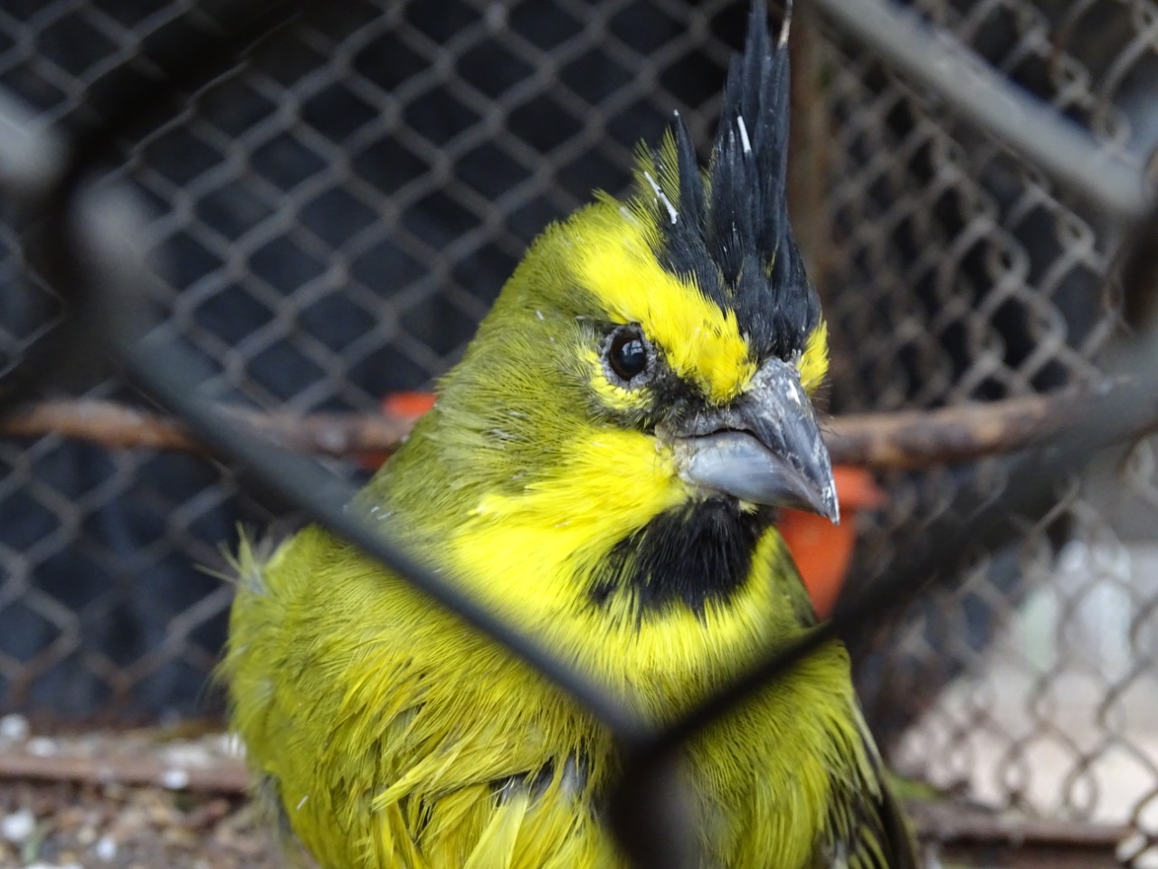 Tráfico ilegal de fauna Silvestre en la Argentina