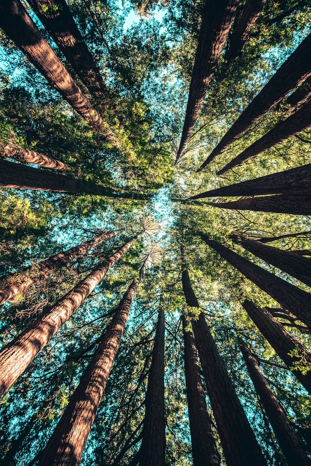 Cálculo de stock de carbono en plantación forestal y análisis de alternativas de acceso a financiamiento climático